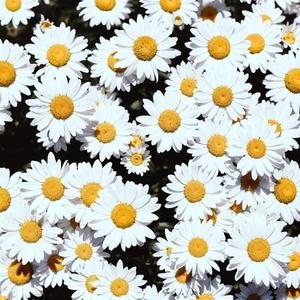 女人19水真多毛片学生
